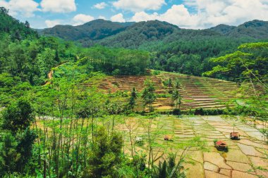 Köydeki hala yeşil olan pirinç tarlalarının manzarası gözleri tazeler. 