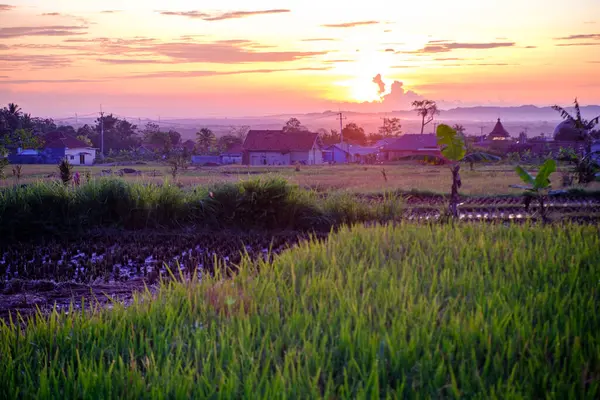 Sabah erken saatlerde, güneş ışığının yansımasıyla bir köyde pirinç tarlası sahnesi. 