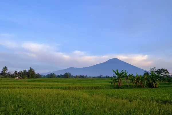 Ciremai Dağı sabah Brass West Java 'da bulunur. 