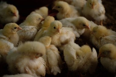 Çiftlikteki bir grup tavuk. 