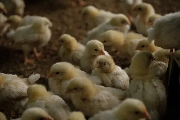 Çiftlikteki bir grup tavuk. 