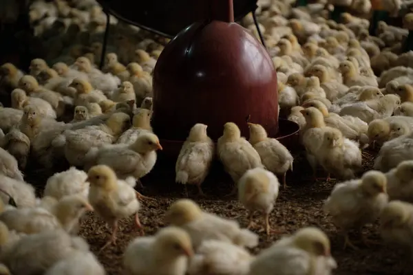 Çiftlikteki bir grup tavuk. 