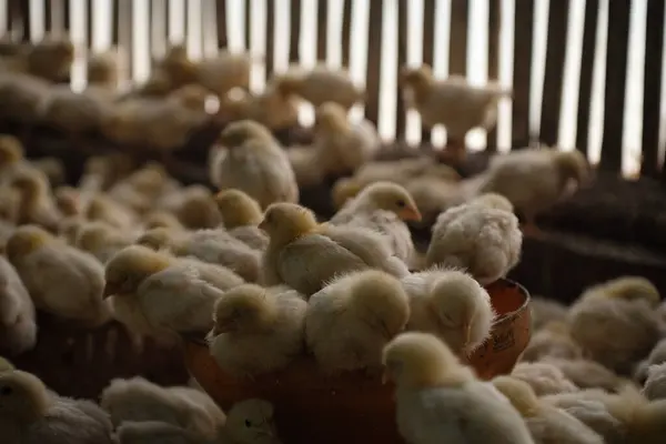 Çiftlikteki bir grup tavuk. 