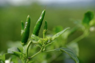 Çiftlikteki yemyeşil biber bitkileri. 