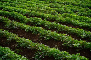  Tarlada yetişen tatlı patatesler.