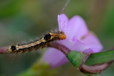 a caterpillar resting on a branch of a beautiful purple flower  clipart