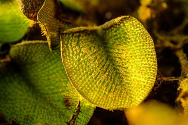 Salvinia algleri suda yaşayan bir bitkidir.