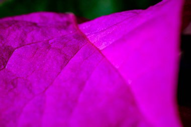 Güzel renkte çiçekler kalbi çeker.