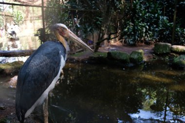 Tong Tong Leylekleri Hayvanat bahçesinde