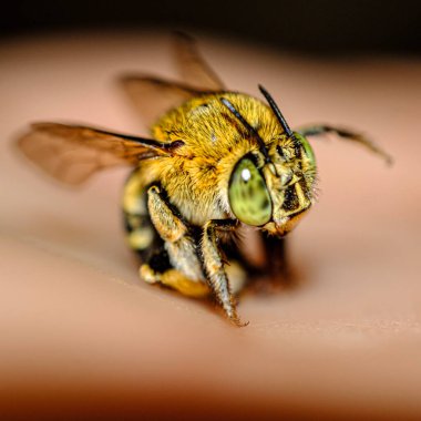 Kameraya yakalanan sarı bir böcek.