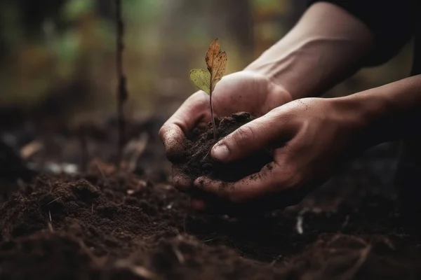 Hand for planting trees back to the forest. Creating awareness for love wild. Wild plant concept.