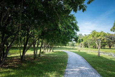 Mavi gökyüzünde, beyaz bulutlu ve güneşli güzel çimen tarlası..