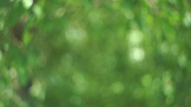 4K video soyutlanmış festival ışıkları bulanık bitkiler rüzgarda sallanan gölgeler ve Bokeh ve güzel doğa yeşil Bokeh güneş ışığı soyut bulanık arkaplan.