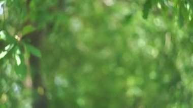 4K video soyutlanmış festival ışıkları bulanık bitkiler rüzgarda sallanan gölgeler ve Bokeh ve güzel doğa yeşil Bokeh güneş ışığı soyut bulanık arkaplan.