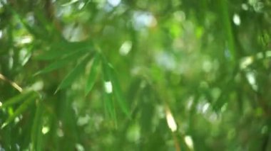 4K video soyutlanmış festival ışıkları bulanık bitkiler rüzgarda sallanan gölgeler ve Bokeh ve güzel doğa yeşil Bokeh güneş ışığı soyut bulanık arkaplan.