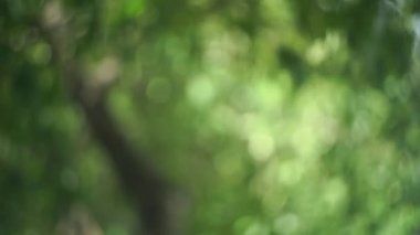4K video soyutlanmış festival ışıkları bulanık bitkiler rüzgarda sallanan gölgeler ve Bokeh ve güzel doğa yeşil Bokeh güneş ışığı soyut bulanık arkaplan.