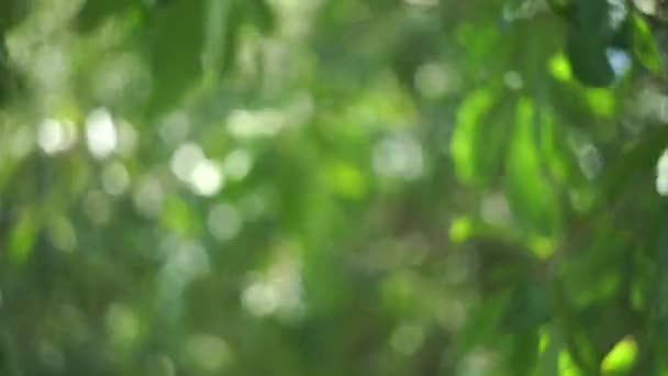 4K视频抽象隔离节庆灯饰植物树叶在风中摇曳 阳光与防波堤和美丽的自然绿色防波堤阳光的背景模糊 — 图库视频影像