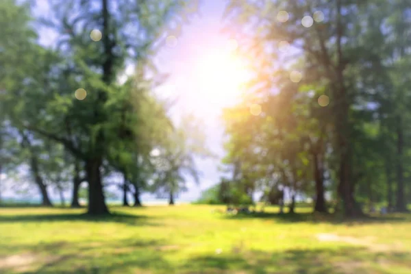 Blur Piękny Park Przyrody Zewnątrz Światłem Słonecznym Bokeh Tła — Zdjęcie stockowe