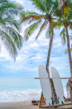 Yaz plajında hindistan cevizi ağaçlarının yanında sörf tahtaları. Güneş ışığı ve mavi gökyüzü arka planı..