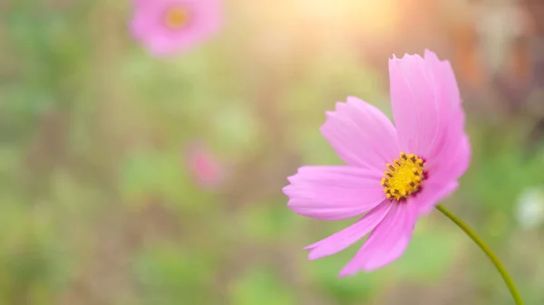 Selektywna Ostrość Kwiat Kwiatowy Słodki Kolor Tłem Przestrzeni Kopiowania — Zdjęcie stockowe