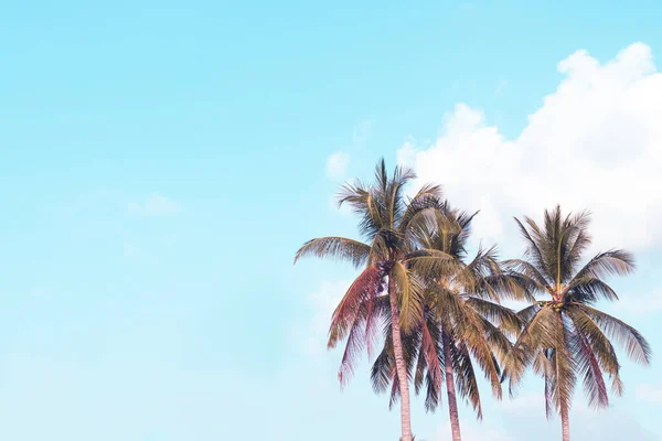 Tropical Palm Tree Blue Sky Sun Cloud Summer Background — Stock Photo, Image
