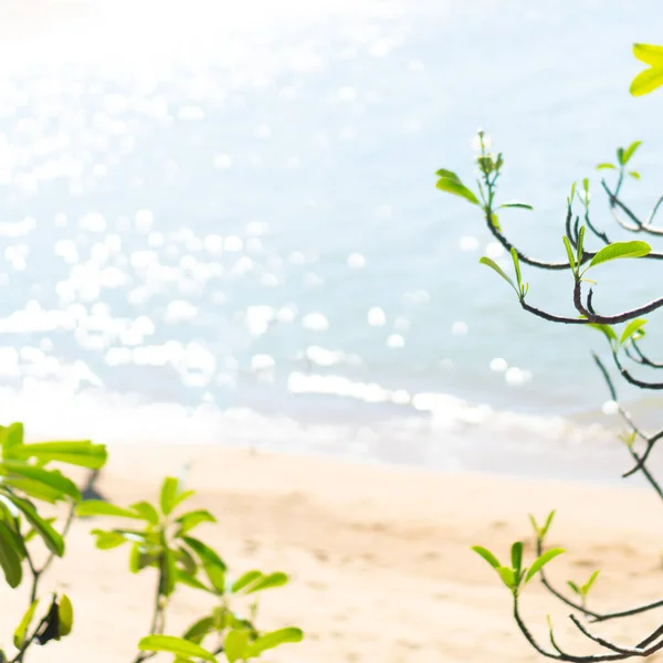 Тропічний Літній Пляжний Пісок Красиве Небо Кокосовою Пальмою Фону — стокове фото
