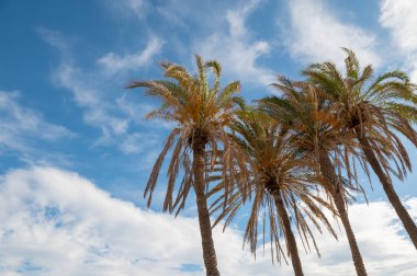2022 'de Valencia' da Playa de las Arenas 'ın palmiye ağaçları.