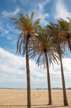 2022 'de Valencia' da Playa de las Arenas 'ın palmiye ağaçları.