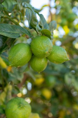 Lemon trees with green fruits in autumn With green leaves.