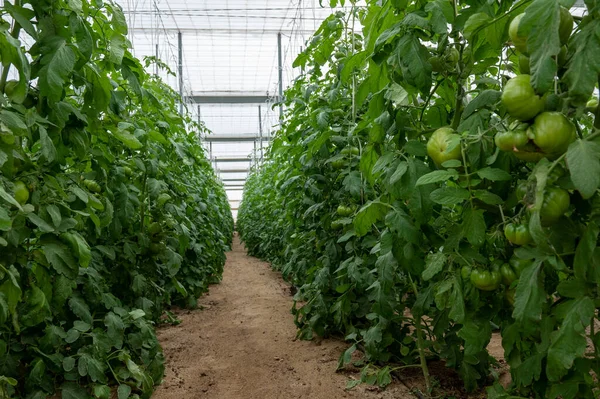 Tomato plant ripening in a greenhouse in Nijar in Andalucia, Spain.