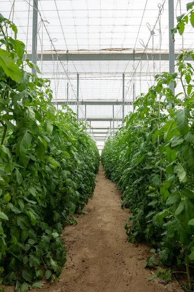 Tomato plant ripening in a greenhouse in Nijar in Andalucia, Spain.