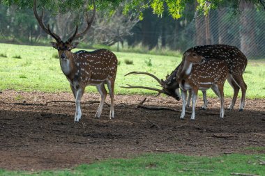 Uruguay 'daki Montevideo' nun başkenti Lecoq Parkındaki Axis geyiği..