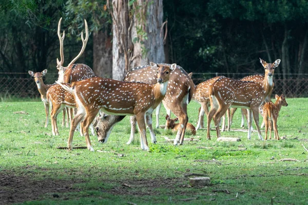 Uruguay 'daki Montevideo' nun başkenti Lecoq Parkındaki Axis geyiği..