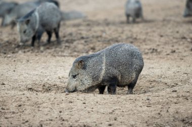 Uruguay 'ın başkenti Montevideo' daki Parque Zoologico Lecoq 'taki Pecari veya Javelina veya kokarca domuzları..