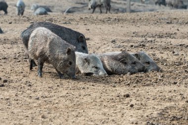 Uruguay 'ın başkenti Montevideo' daki Parque Zoologico Lecoq 'taki Pecari veya Javelina veya kokarca domuzları..