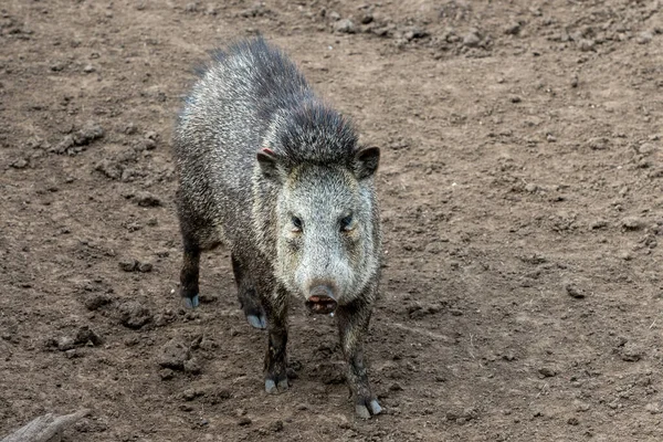 乌拉圭首都蒙得维的亚动物园里的Pecari或Javelina或臭猪 — 图库照片