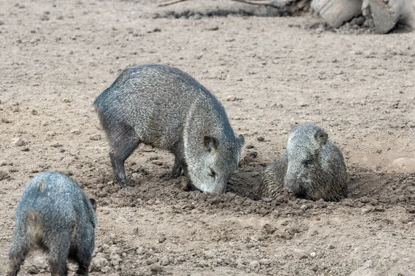 乌拉圭首都蒙得维的亚动物园里的Pecari或Javelina或臭猪 — 图库照片