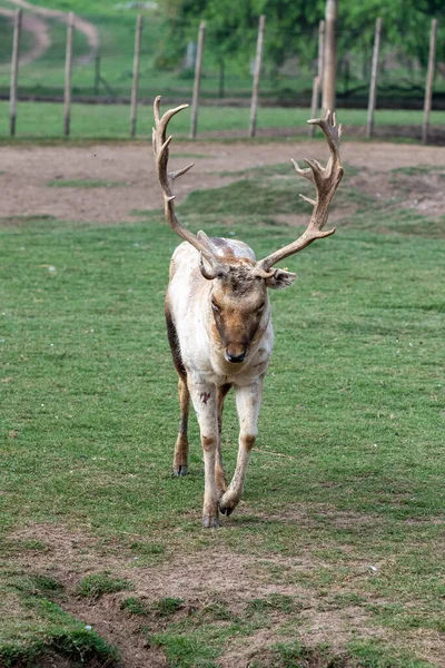 Gray Deer Στο Parque Zoologico Lecoq Στην Πρωτεύουσα Του Μοντεβιδέο — Φωτογραφία Αρχείου