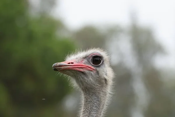 Ostrich Parque Zoologico Lecoq Capital Montevideo Uruguay — Stock Fotó