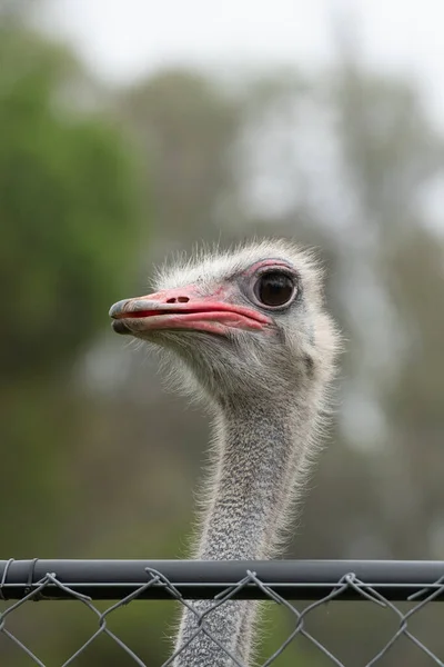 Ostrich Parque Zoologico Lecoq Capital Montevideo Uruguay — Stock Photo, Image