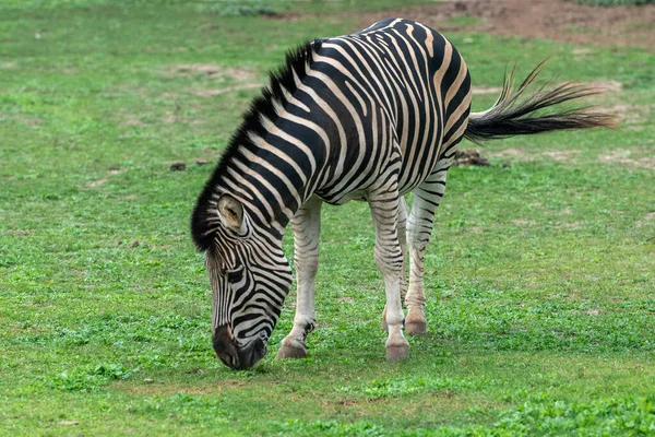 Zebra Parku Zoologicznym Lecoq Stolicy Montevideo Urugwaju — Zdjęcie stockowe