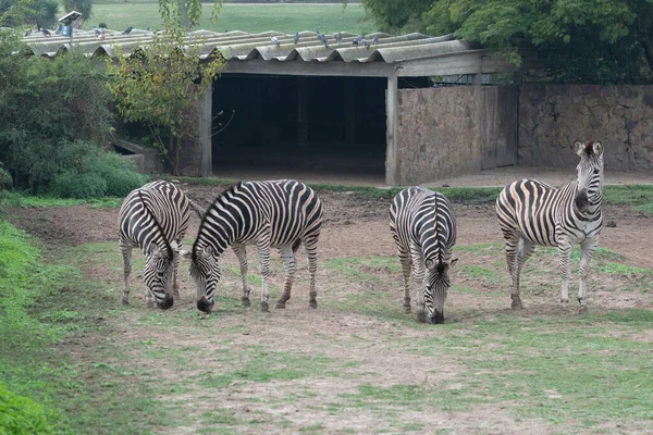 Zebrák Parque Zoologico Lecoq Ban Montevideo Fővárosában Uruguay Ban — Stock Fotó