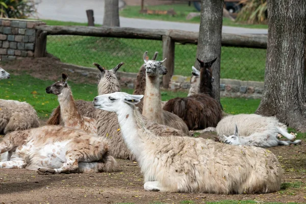 Llamas Parque Zoológico Lecoq Capital Montevidéu Uruguai — Fotografia de Stock