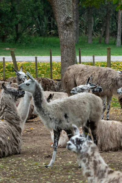 Llamas Στο Parque Zoologico Lecoq Στην Πρωτεύουσα Του Μοντεβιδέο Στην — Φωτογραφία Αρχείου
