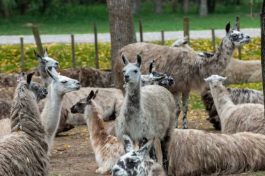 Uruguay 'ın başkenti Montevideo' daki Park Zoologico Lecoq 'da Llamlar.