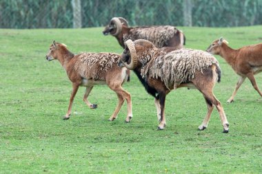 Uruguay 'daki Montevideo' nun başkenti Lecoq Parkındaki hayvan sürüleri.