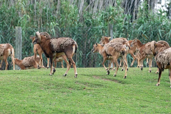 Herds Animals Parque Zoologico Lecoq Capital Montevideo Uruguay — Stock Photo, Image