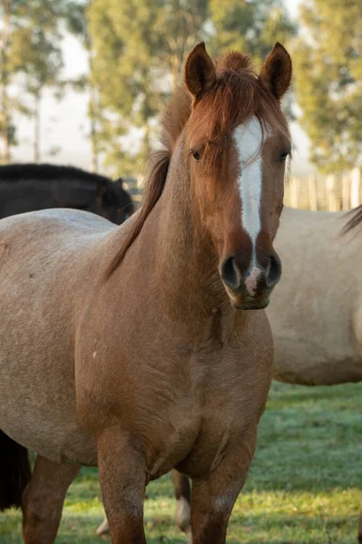 Konie Criollo Wsi Urugwaj — Zdjęcie stockowe