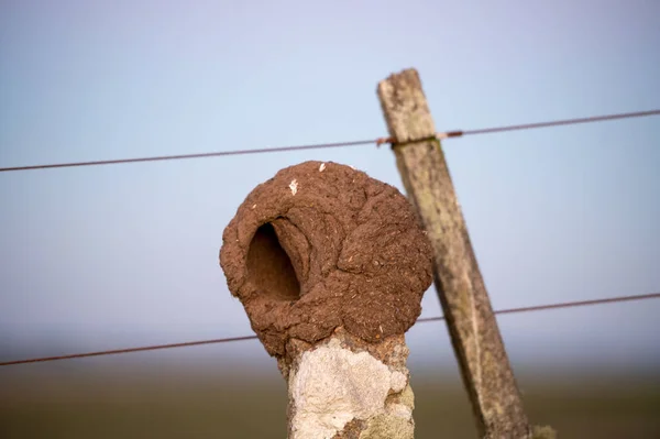 乌拉圭农村用泥土和稻草筑成的Horneros Furnarius — 图库照片
