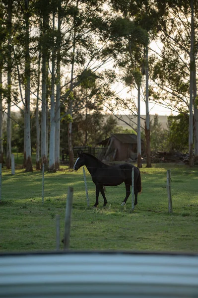 Криольские Лошади Сельской Местности Уругвая — стоковое фото